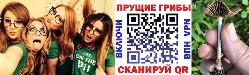 Псилоцибиновые грибы Psilocybine cubensis  Купить  Ульяновск 